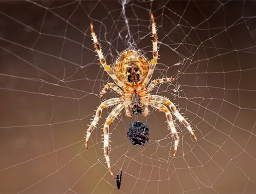 Dedetização de Aranhas em Sorocaba