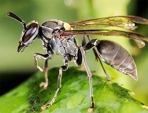 Dedetização de Marimbondos em São Caetano do Sul