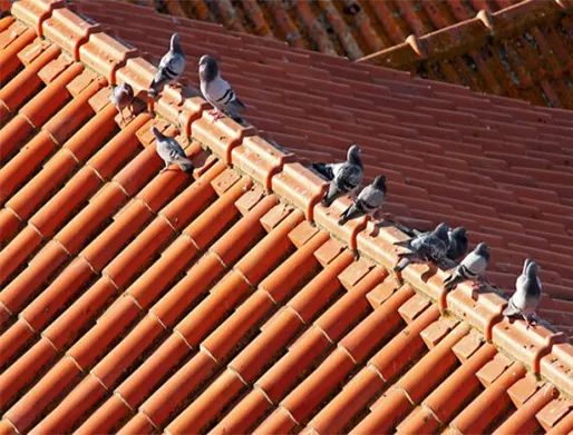 Dedetização de Pombos em São Sebastião